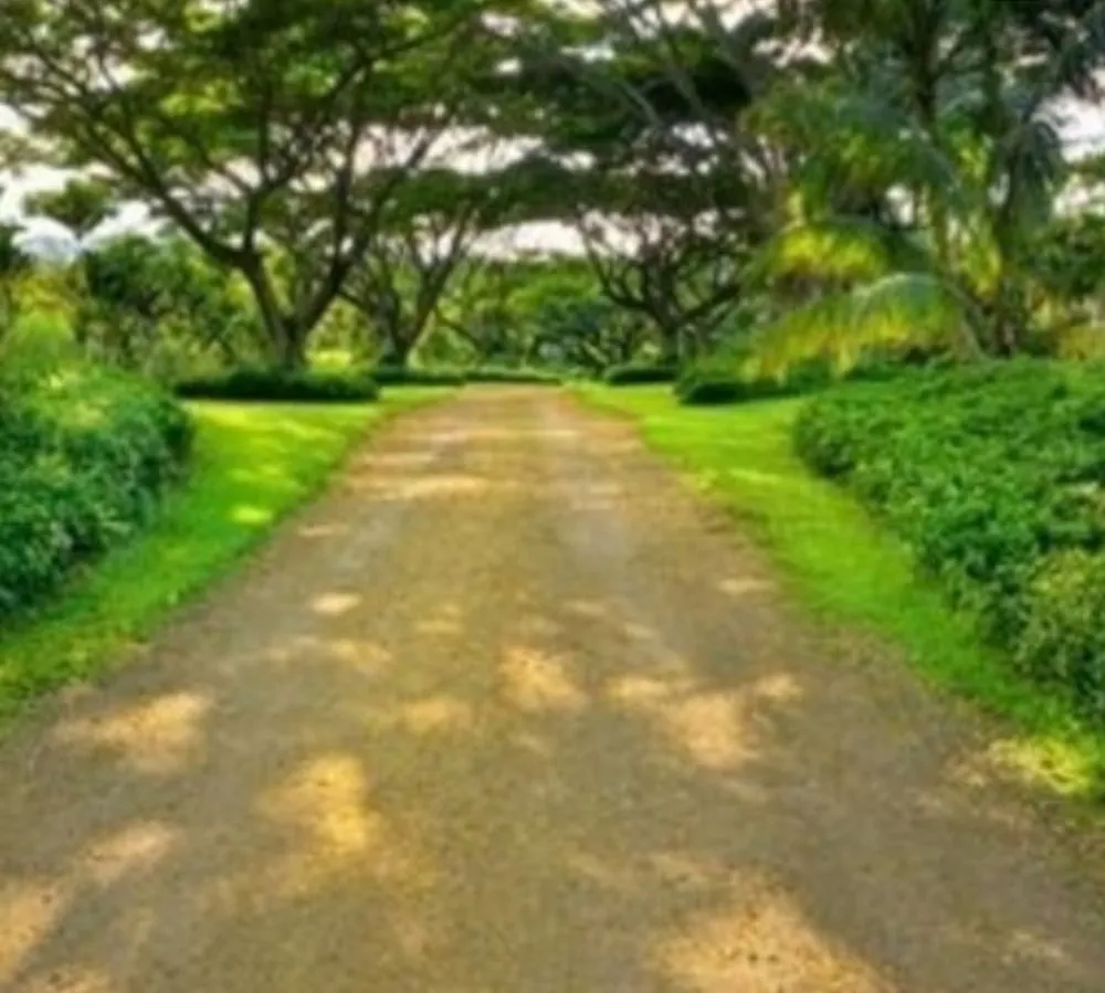 Affordable yard cleanup service for homes across Kapaa, HI - Final Touch