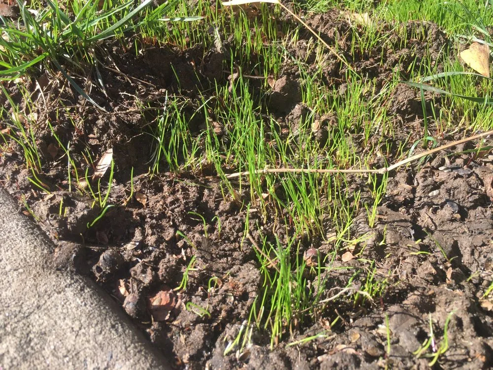 Reliable landscaping services in Stallings, NC by Final Touch Lawn Applications