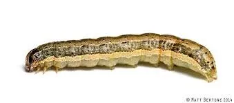 Trusted landscape installation in Stallings, NC by Final Touch Lawn Applications