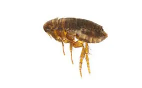 Local landscape design for year-round maintenance in Stallings, NC by Final Touch Lawn Applications