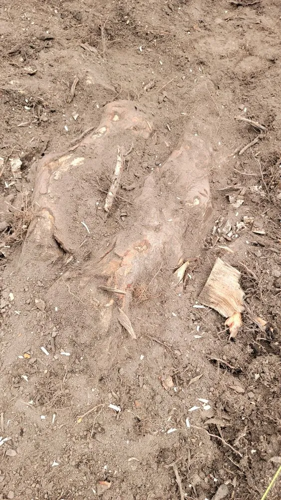 Custom residential landscaping in Haledon, NJ - Final Touch Tree Services