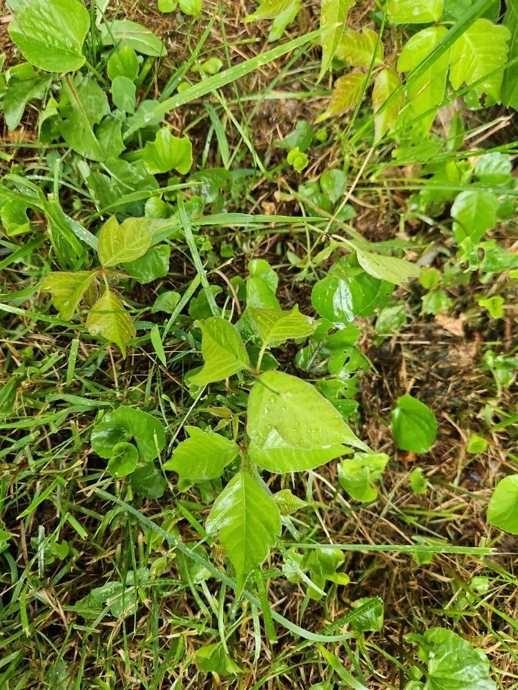 Reliable yard maintenance in Gladstone, MO - Finally Finished