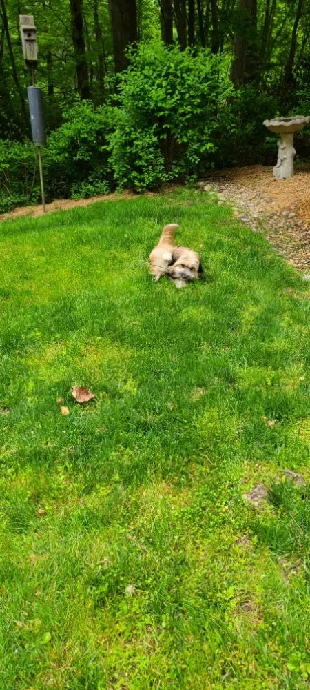 Top-rated yard cleanup service experts serving Flat Rock, NC - Finch's Landscaping