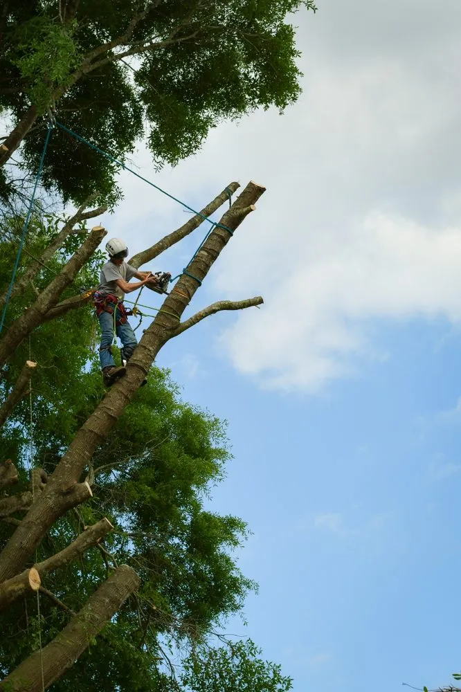 Trusted landscape design in Mobile, AL by Finch’s Tree Service