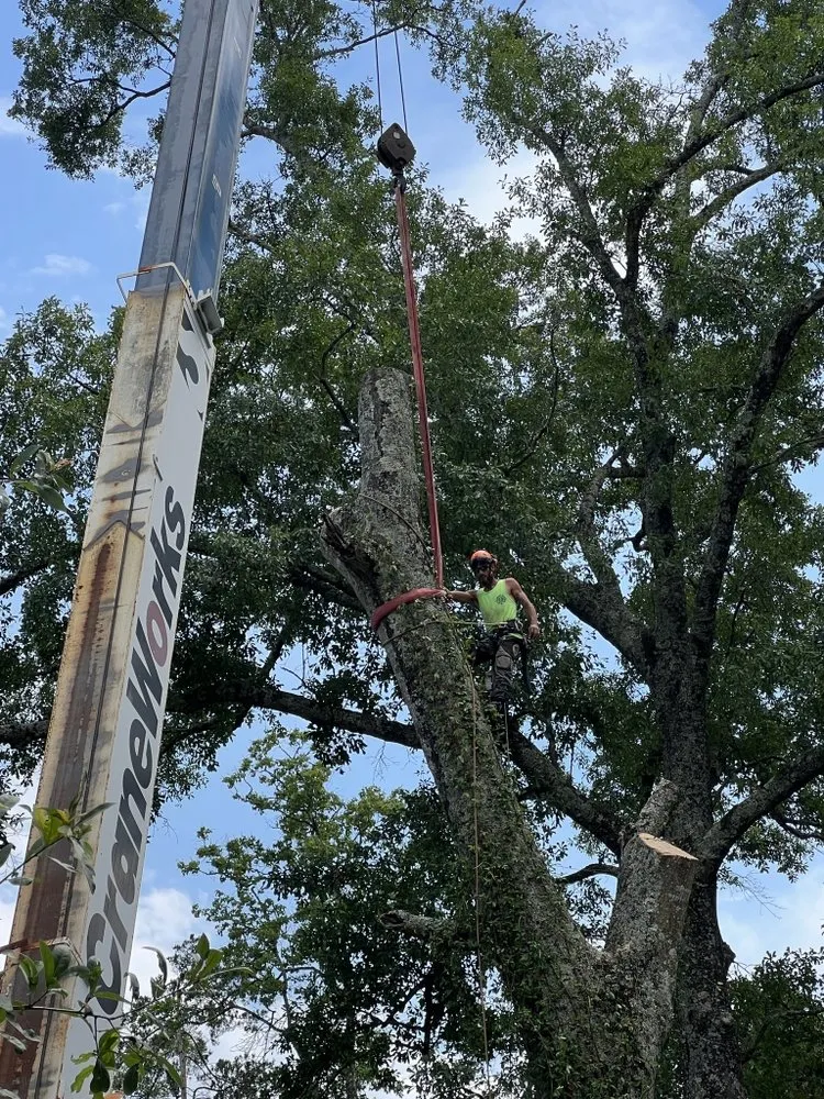 Affordable landscaping services for year-round maintenance across Mobile, AL - Finch’s Tree Service