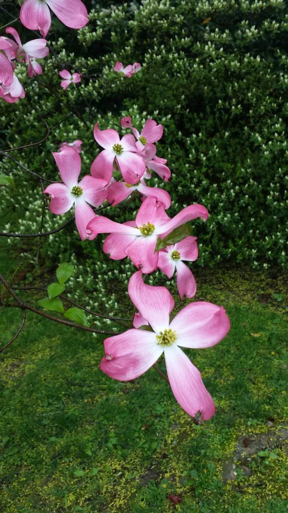 Local landscape installation in Prospect Park, PA - Fine Garden Creations