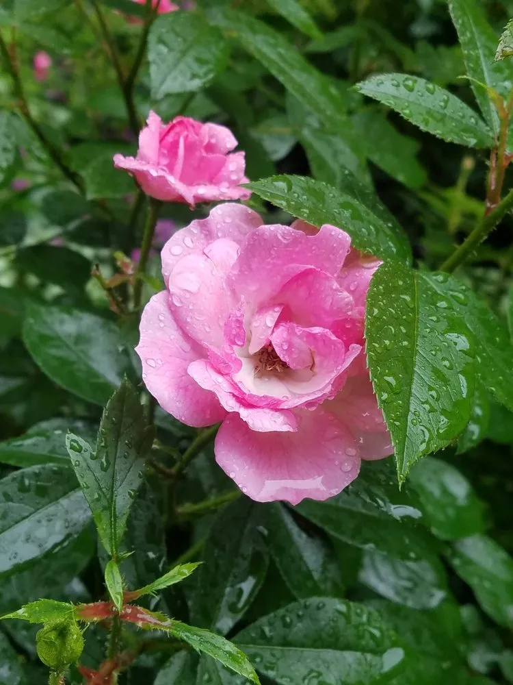 Expert landscaping services for beautiful yards in Prospect Park, PA by Fine Garden Creations