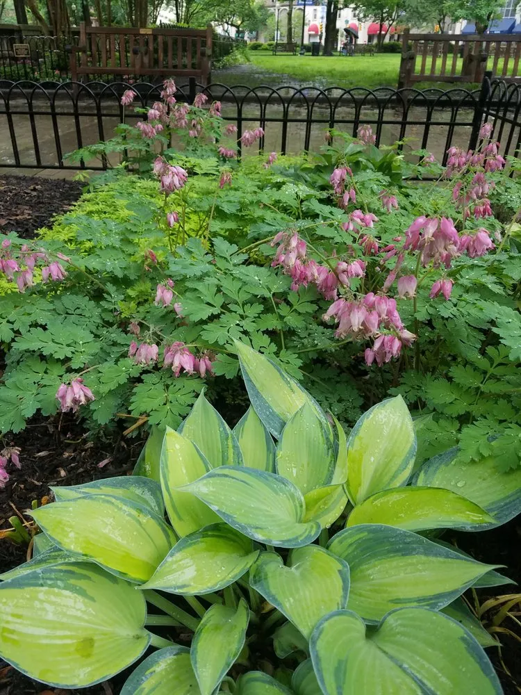 Top-rated lawn mowing service experts serving Prospect Park, PA - Fine Garden Creations