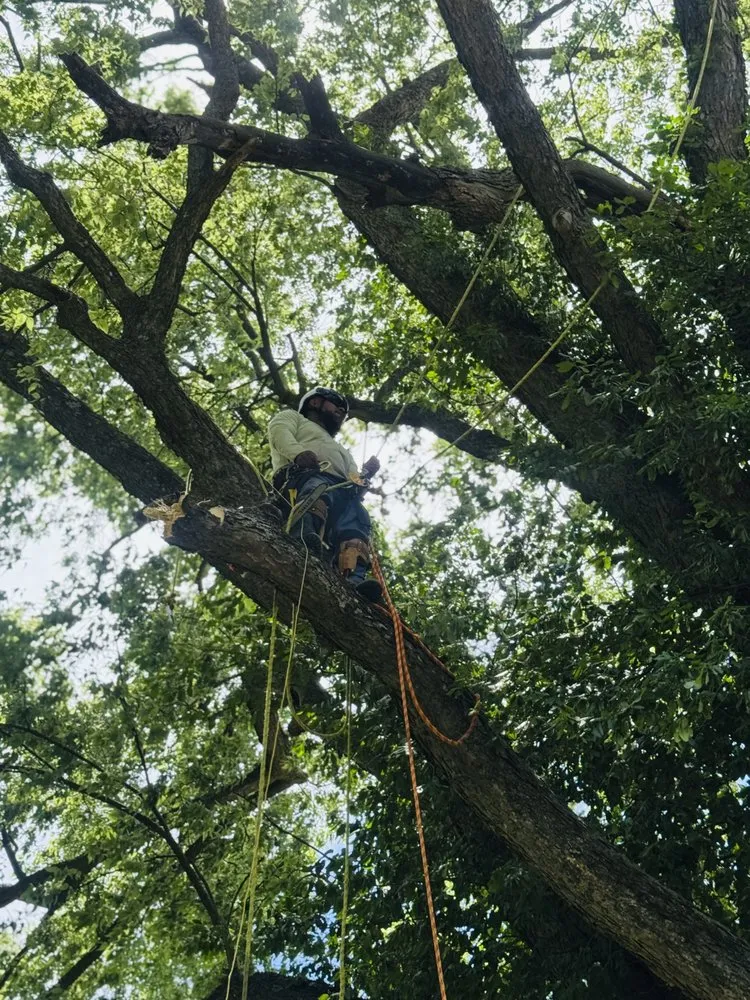 Top-rated lawn care service experts serving Battlefield, MO - Fine Trims Landscaping