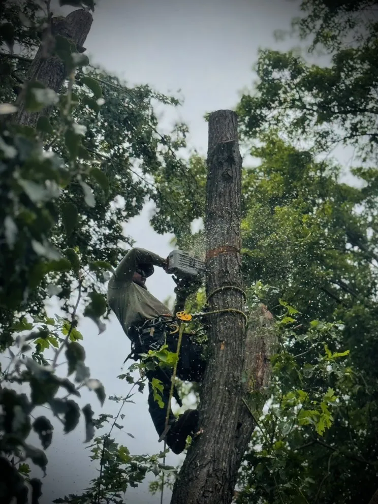 Expert lawn care service experts serving Battlefield, MO - Fine Trims Landscaping