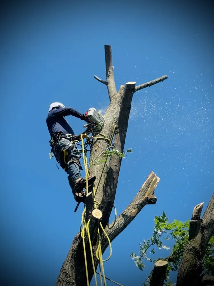 Expert yard cleanup service for outdoor upgrades across Battlefield, MO - Fine Trims Landscaping