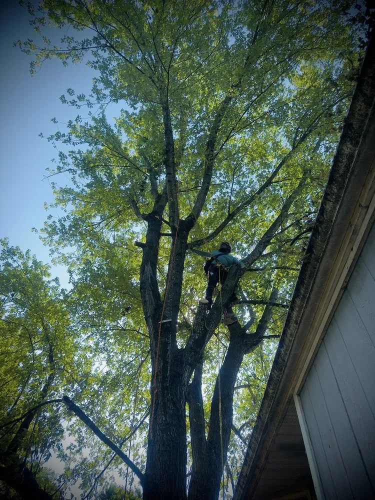 Expert yard cleanup service for homes across Battlefield, MO - Fine Trims Landscaping