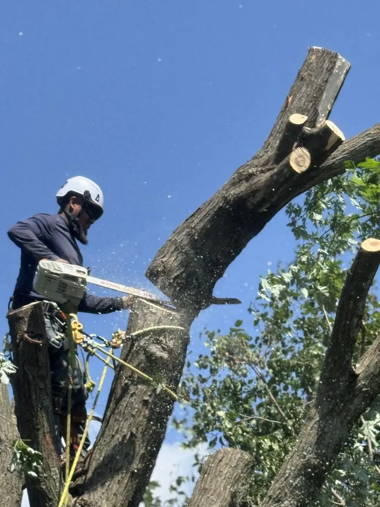 Reliable residential landscaping in Battlefield, MO - Fine Trims Landscaping