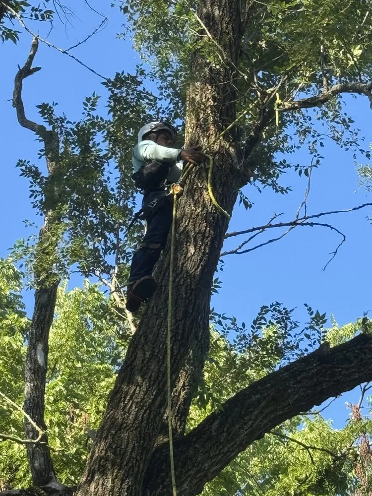 Expert landscaping services in Battlefield, MO - Fine Trims Landscaping