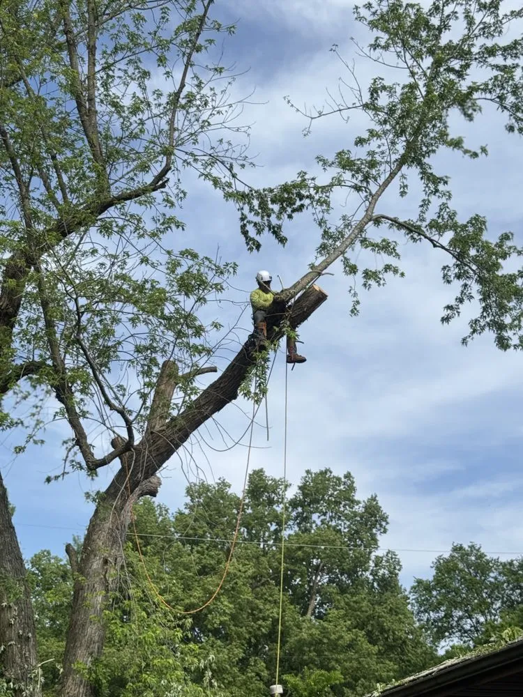 Top-rated landscape design for homes in Battlefield, MO by Fine Trims Landscaping