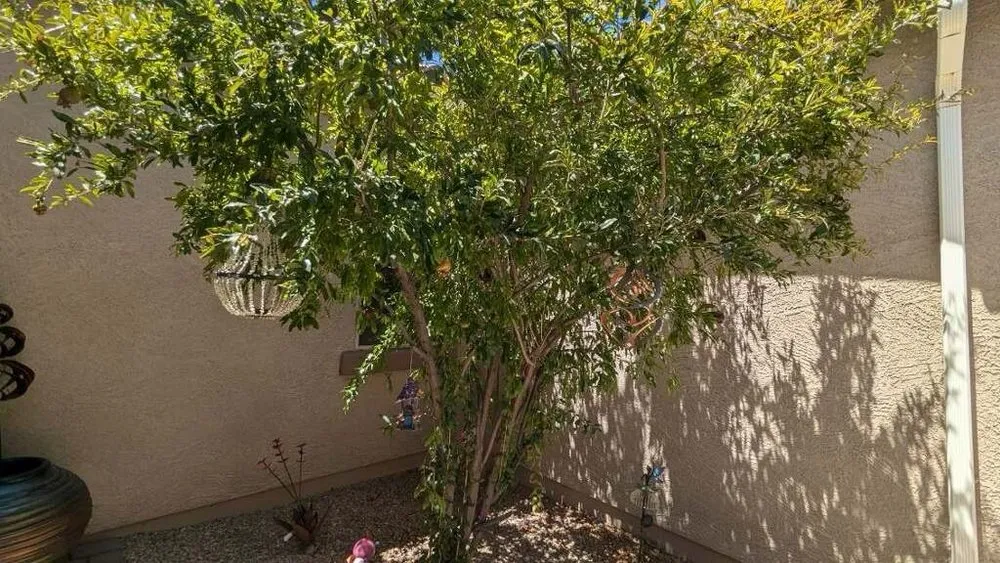 Expert yard maintenance for outdoor upgrades in Goodyear, AZ by Fine Yard Management