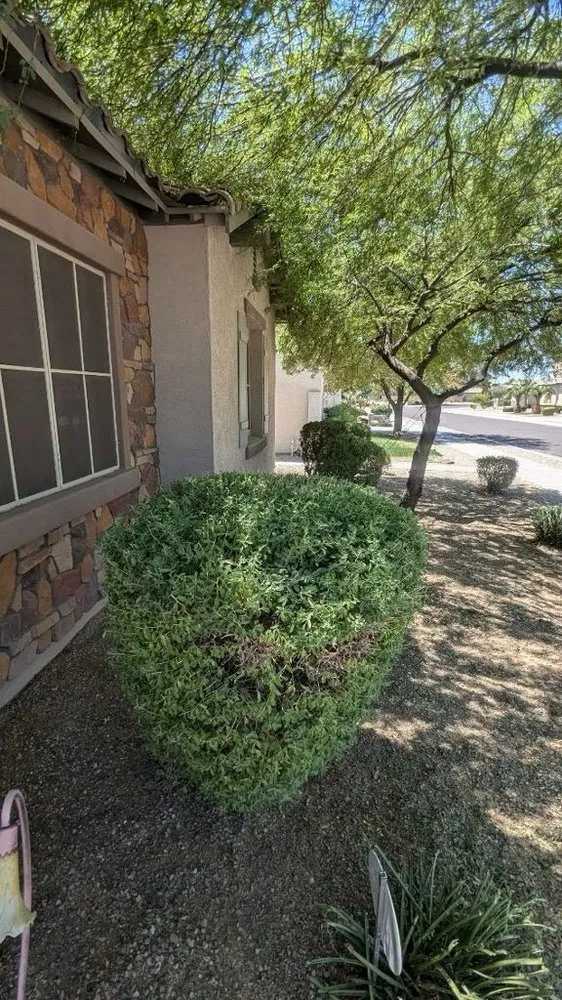 Reliable lawn care service experts serving Goodyear, AZ - Fine Yard Management