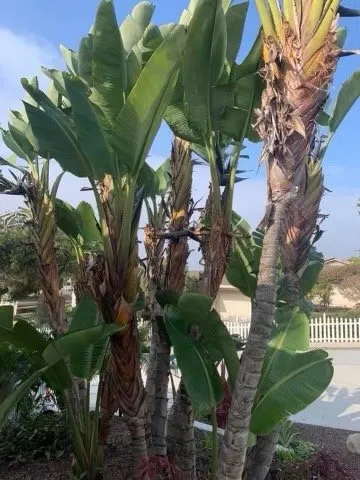 Local landscape design in San Diego, CA by Finest City Landscaping