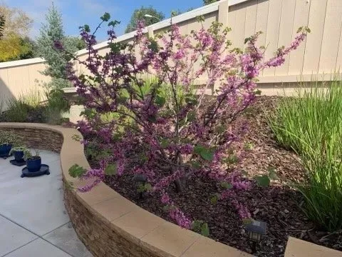 Professional yard maintenance for outdoor upgrades across San Diego, CA - Finest City Landscaping