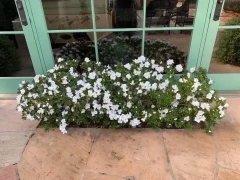 Professional outdoor landscaping in San Diego, CA - Finest City Landscaping