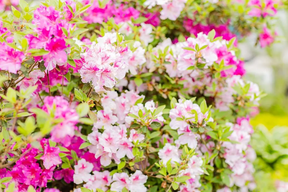 Trusted residential landscaping in Matthews, NC by FineTurf