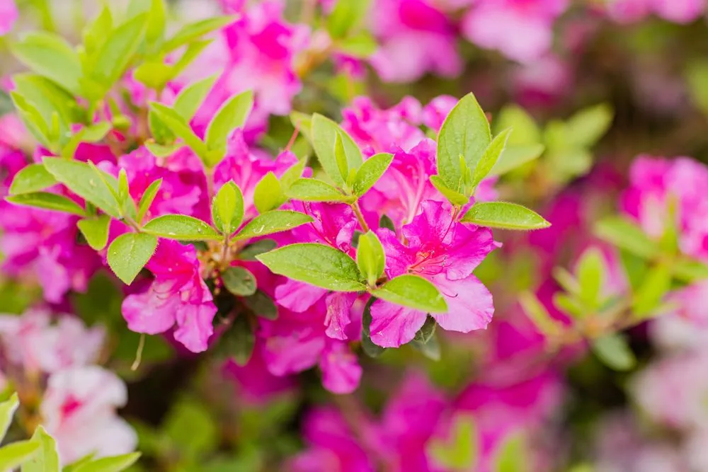 Professional yard maintenance in Matthews, NC - FineTurf