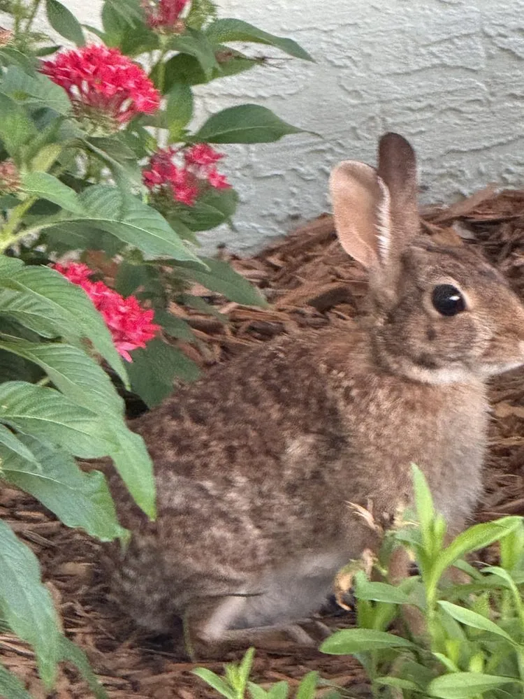 Custom lawn mowing service for year-round maintenance across Port St. Lucie, FL - Finish Look Landscaping