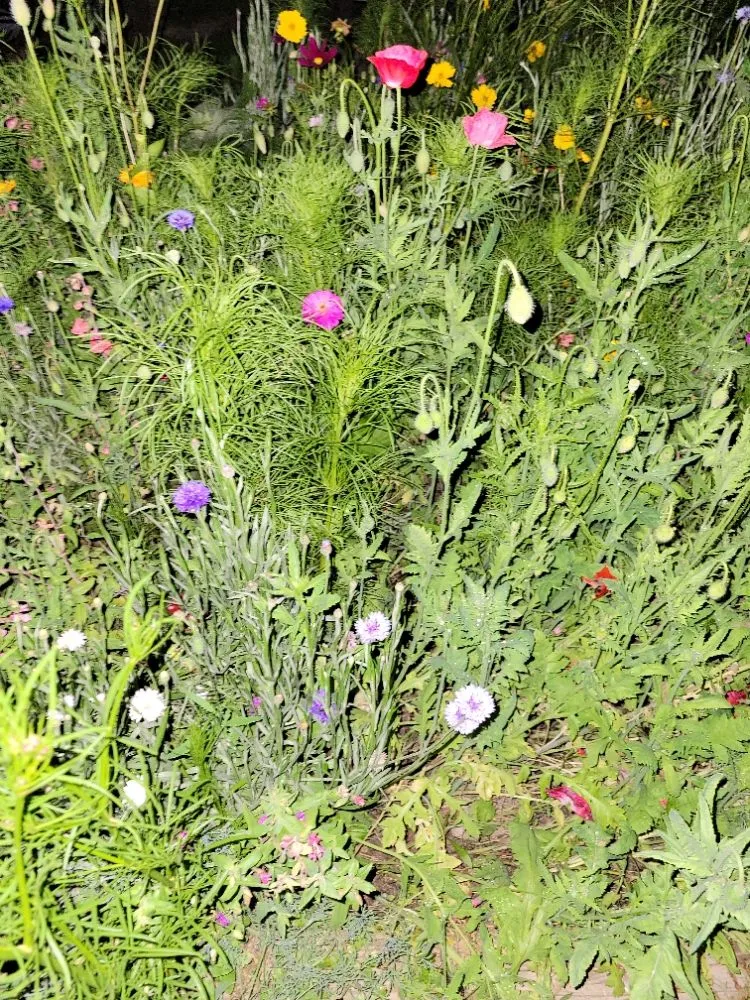 Trusted landscaping services in Oakland City, IN by Finishing Touches