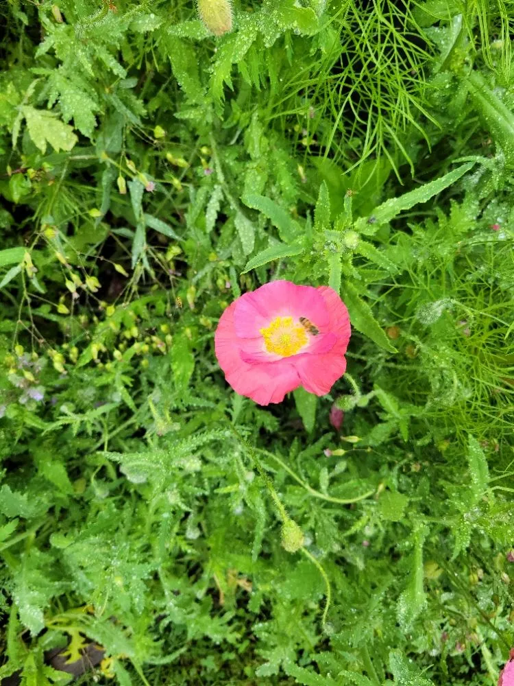 Reliable lawn mowing service experts serving Oakland City, IN - Finishing Touches