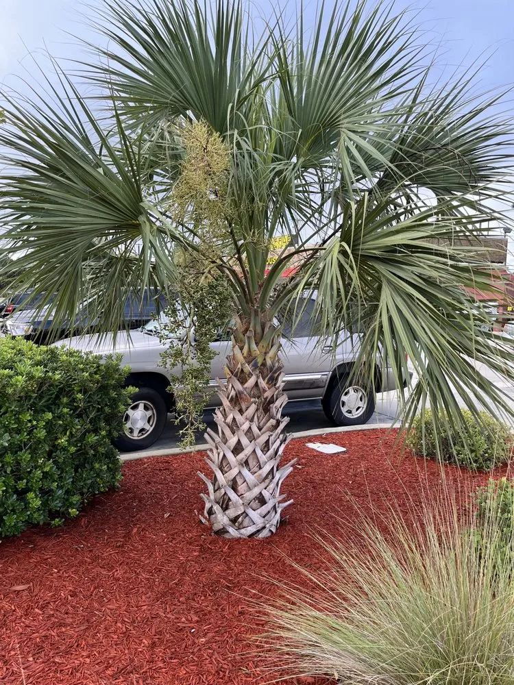 Local landscape installation in Myrtle Beach, SC by Finkley Lawn Creations & Pressure Washing Services