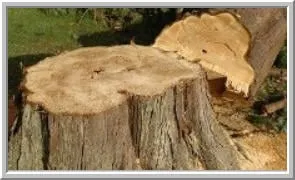 Top-rated yard cleanup service for beautiful yards across Neshannock, PA - Finley's Services