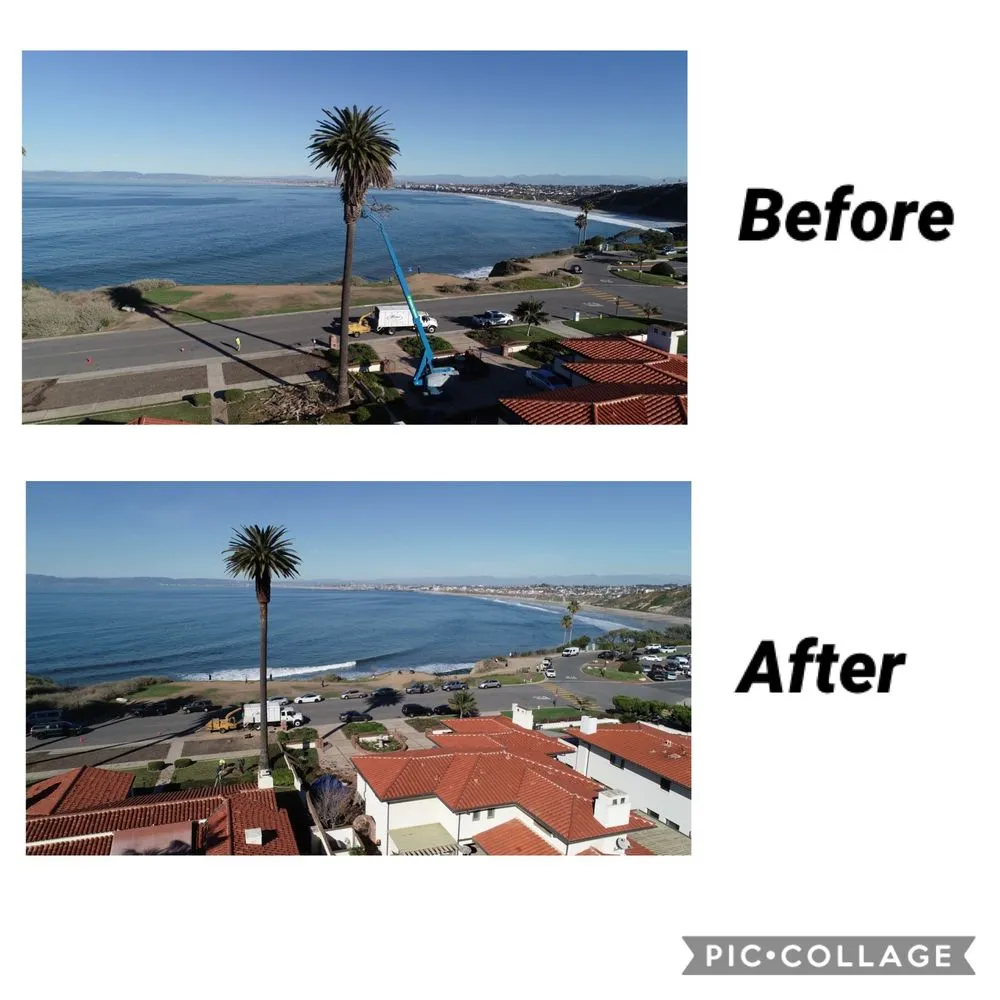 Expert landscape installation in Torrance, CA - Finley's Tree and Land Care