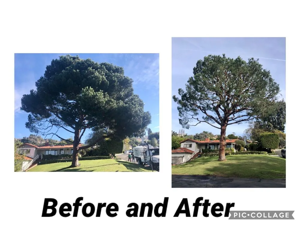 Custom lawn care service for outdoor upgrades in Torrance, CA by Finley's Tree and Land Care