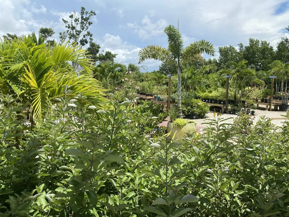 Top-rated landscaping services in Fort Myers, FL - Fiores