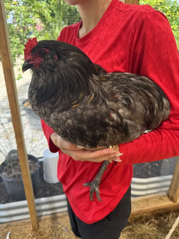 Affordable lawn care service for beautiful yards in Fort Myers, FL by Fiores