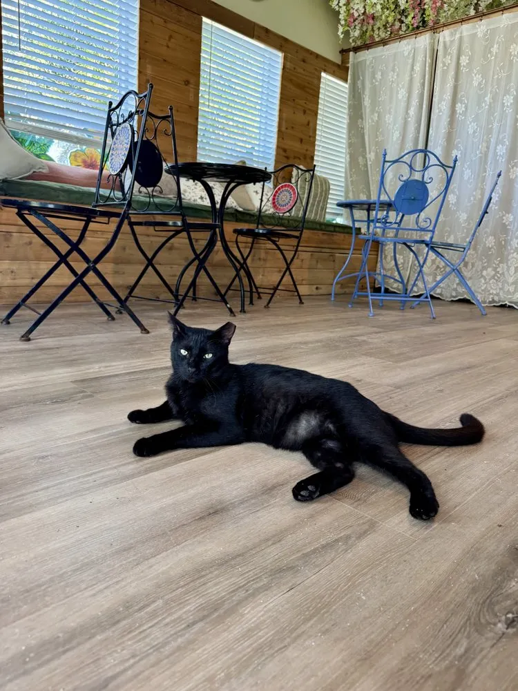 Trusted landscape installation for residential properties across Fort Myers, FL - Fiores