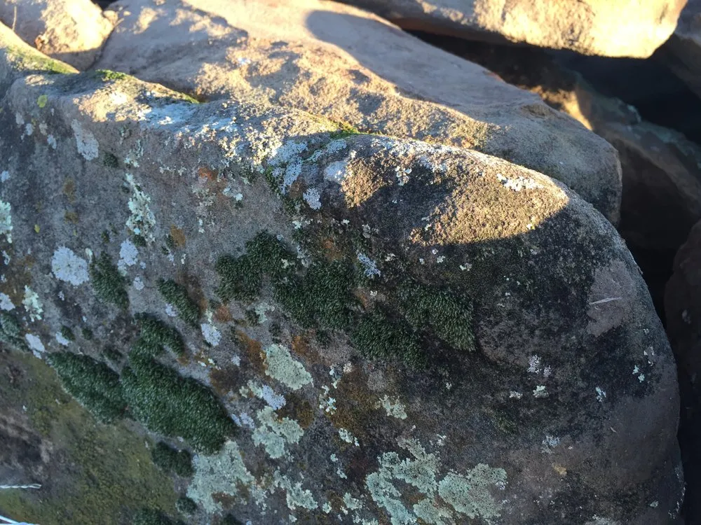 Top-rated landscaping services in Wolfforth, TX by Fire and Ice Firewood