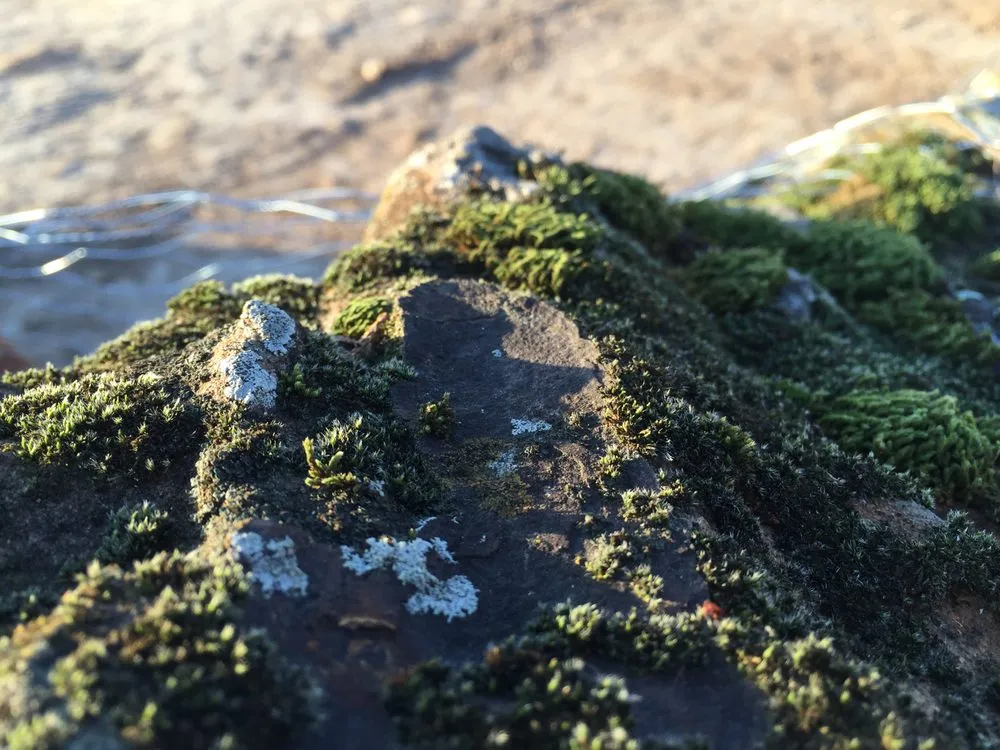 Trusted landscape installation for residential properties in Wolfforth, TX by Fire and Ice Firewood