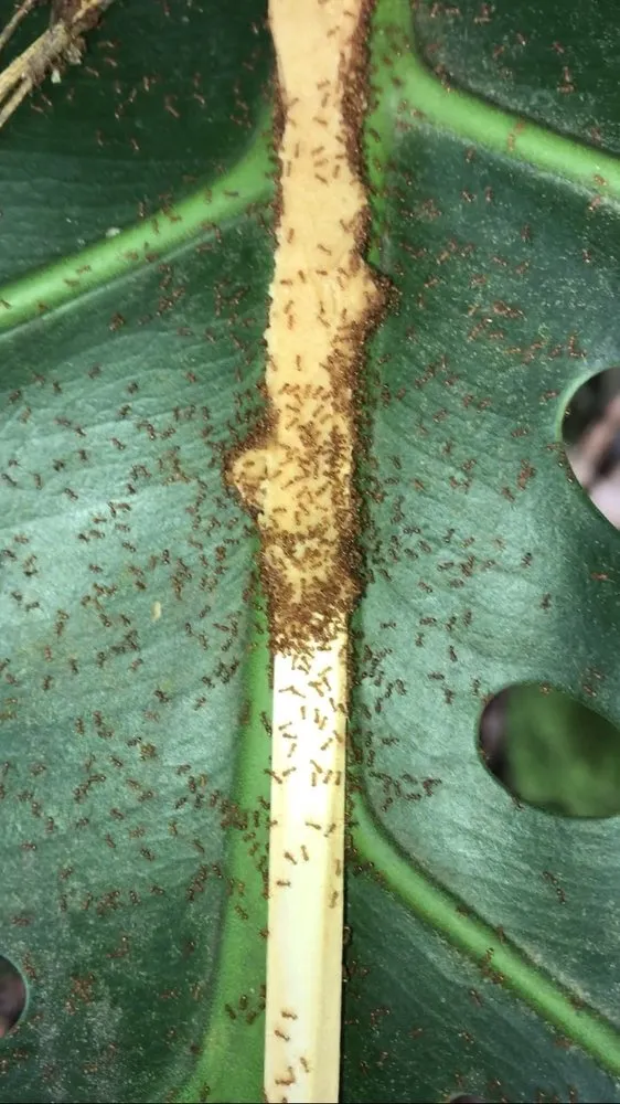 Top-rated residential landscaping in Hilo, HI by Fire Ants Hawaii