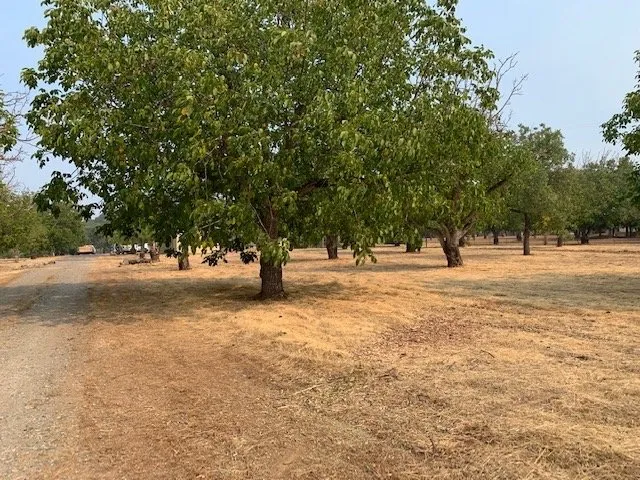 Expert yard cleanup service experts serving Loch Lomond, CA - Fire Wise Landscaping