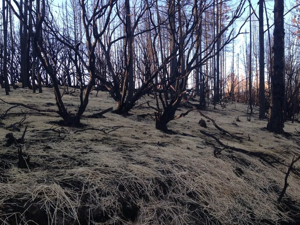 Reliable landscape design experts serving Loch Lomond, CA - Fire Wise Landscaping