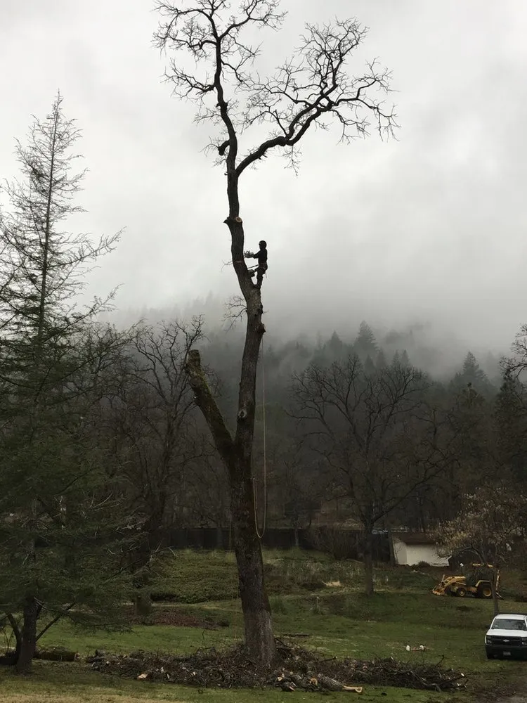 Professional yard maintenance in Loch Lomond, CA - Fire Wise Landscaping