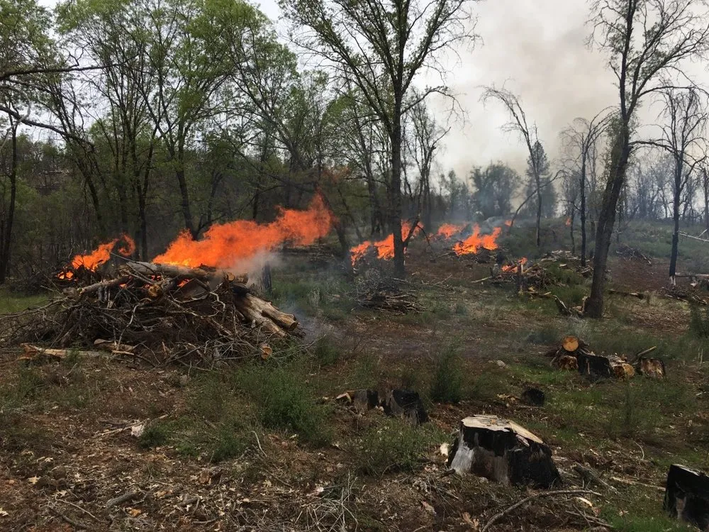 Expert landscaping services in Loch Lomond, CA - Fire Wise Landscaping