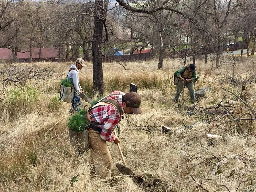 Local landscape installation for outdoor upgrades in Loch Lomond, CA by Fire Wise Landscaping
