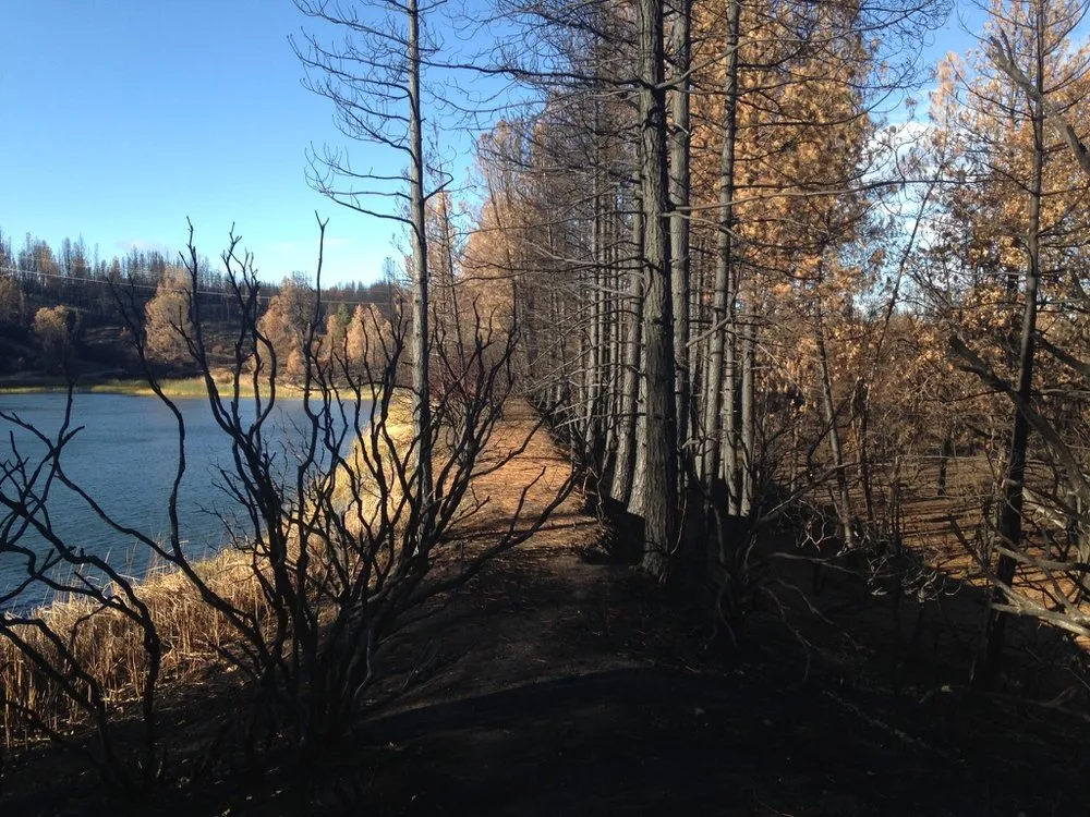 Local lawn mowing service experts serving Loch Lomond, CA - Fire Wise Landscaping