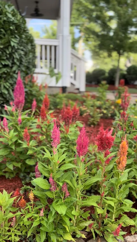 Custom lawn care service for residential properties in Nashville, TN by Fired Up Lawn Care