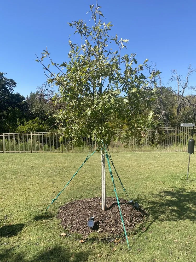 Affordable lawn mowing service for homes in Fort Worth, TX by Firefly Landscapes