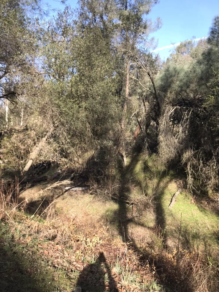 Local yard cleanup service in Mariposa, CA by FireHouse Home Services