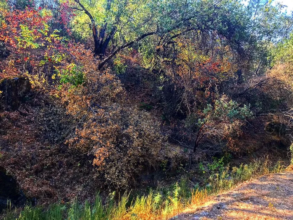 Custom yard cleanup service in Mariposa, CA by FireHouse Home Services