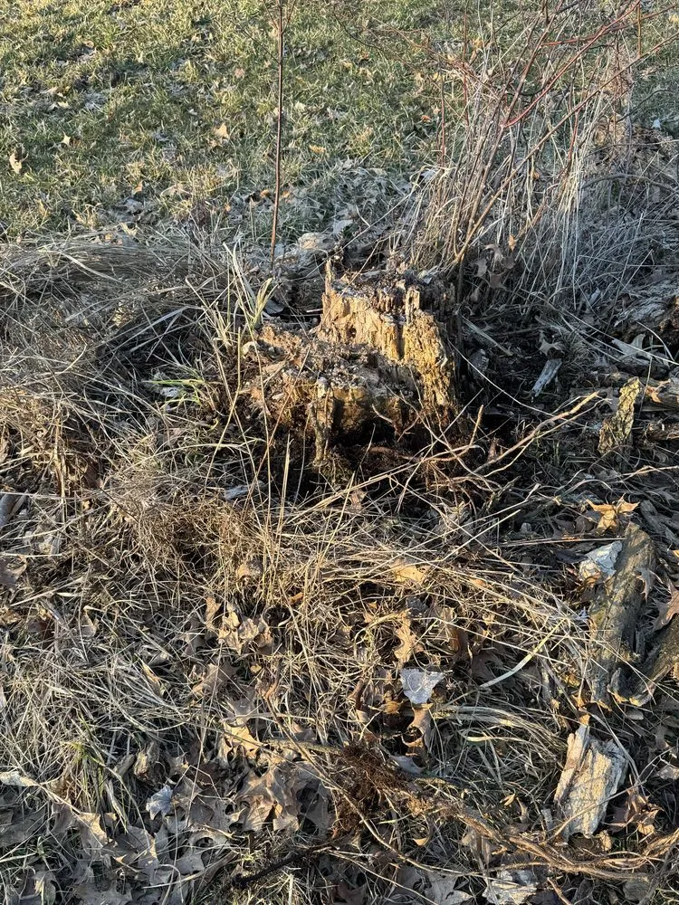 Local lawn mowing service in Columbus, OH by Fireline Lawns